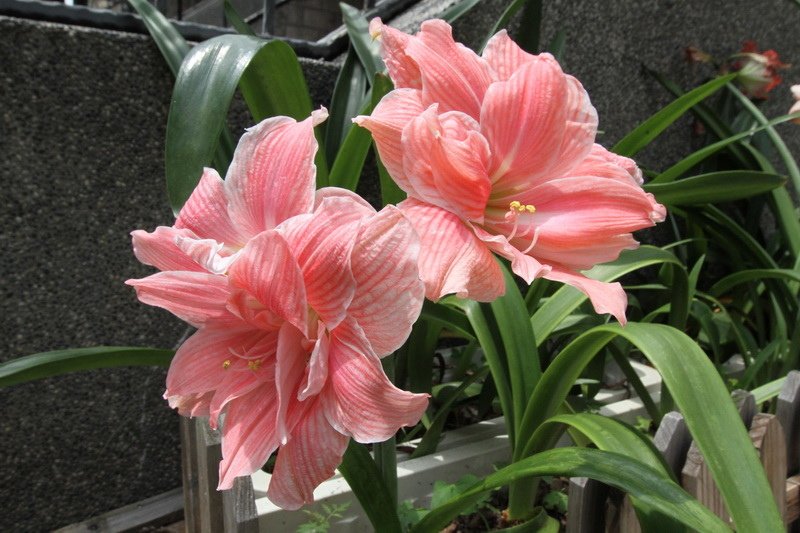 IMG_9915_調整大小.JPG