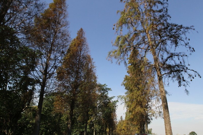 IMG_1962_調整大小.JPG