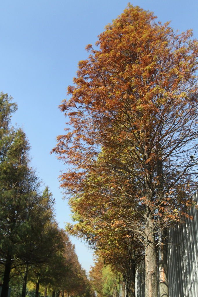 IMG_2051_調整大小.JPG