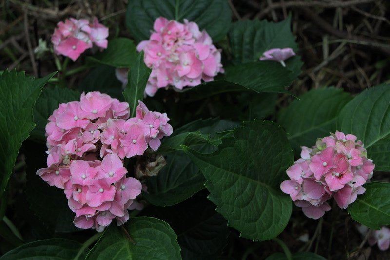 IMG_2673_調整大小.JPG