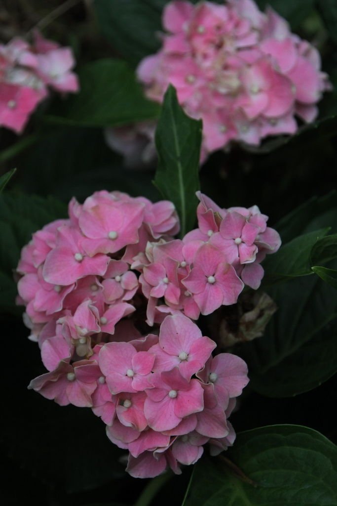 IMG_2674_調整大小.JPG