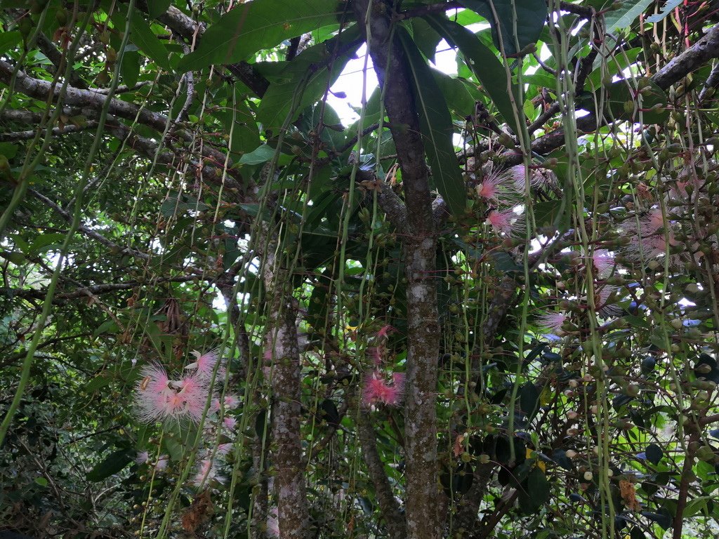 IMG_20200711_055154_调整大小.jpg