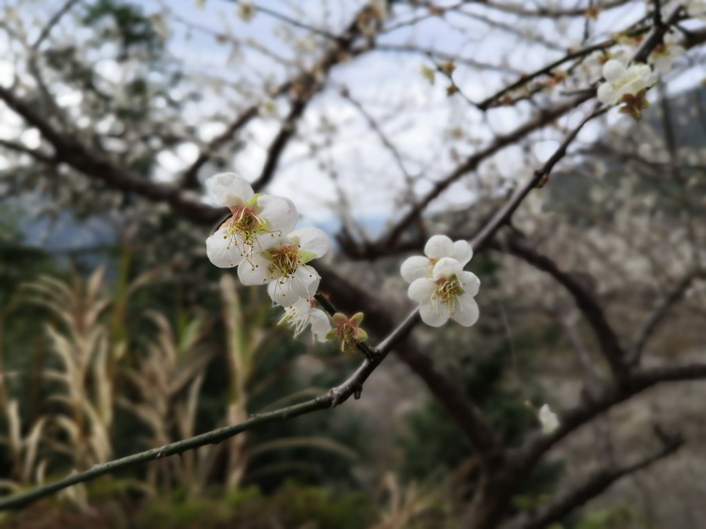 IMG_20200105_143554_调整大小.jpg