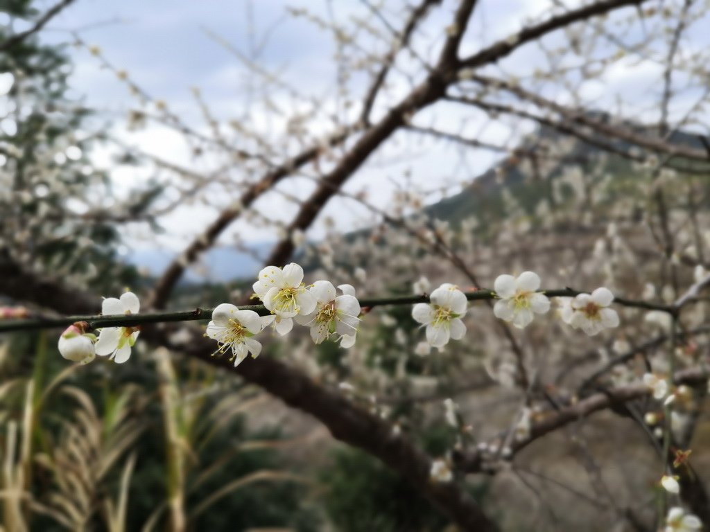 IMG_20200105_143454_调整大小.jpg
