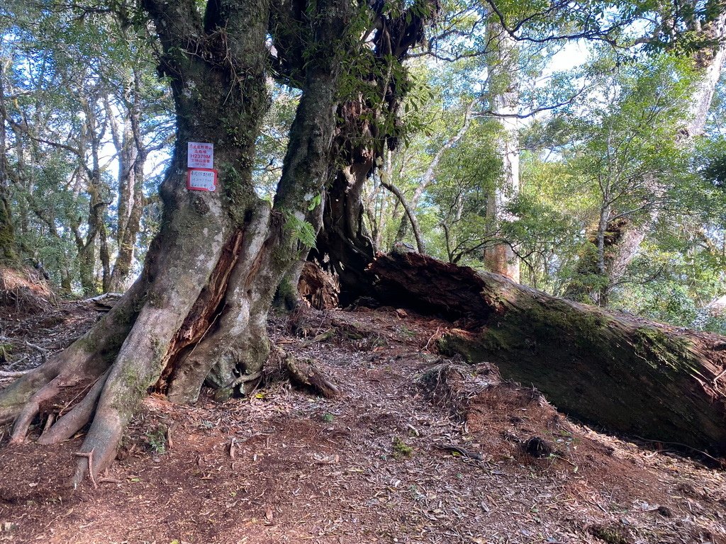 IMG_5337_调整大小.JPG