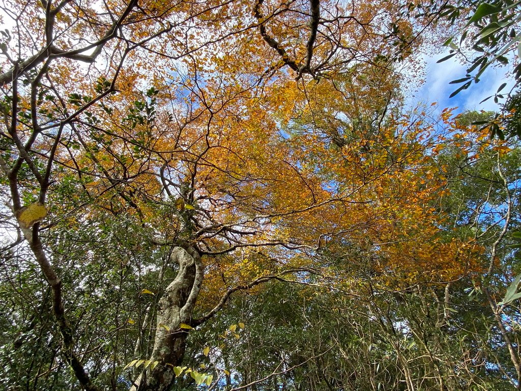 IMG_3887_调整大小.JPG