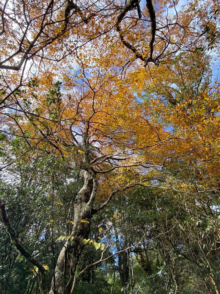IMG_3886_调整大小.JPG