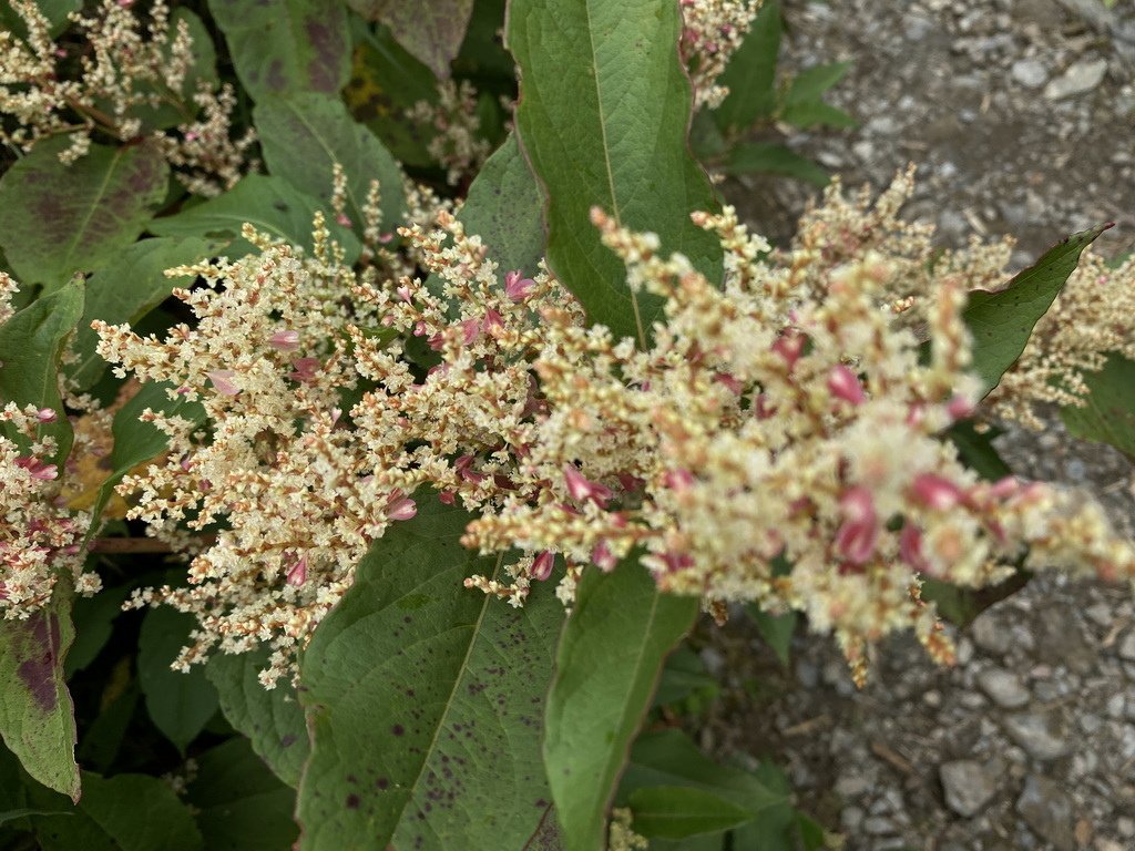 IMG_7056_2.JPG