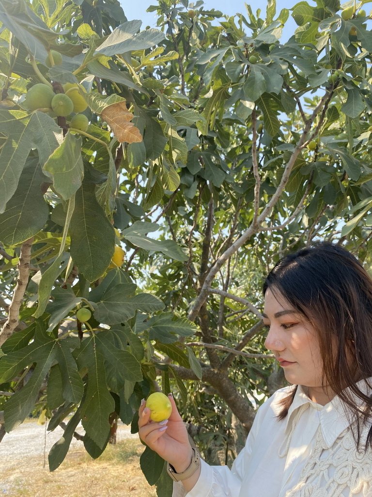2023/8/19土耳其~巴穆嘉麗:採  無花果&amp;午餐&amp;皮衣