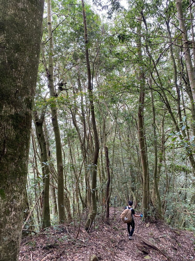 2024/9/16 西巒大山(海拔3081公尺)(單攻)5