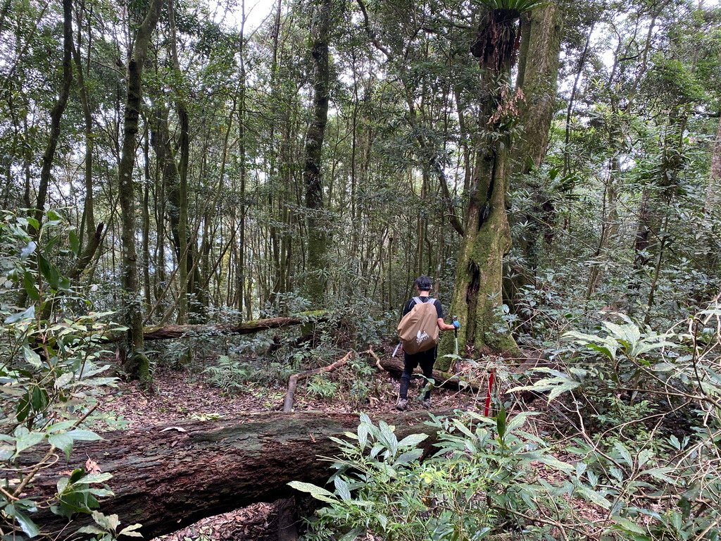 2024/9/16 西巒大山(海拔3081公尺)(單攻)5