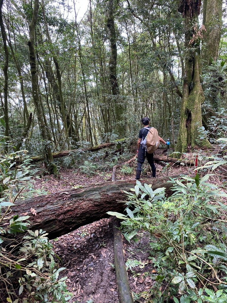 2024/9/16 西巒大山(海拔3081公尺)(單攻)5