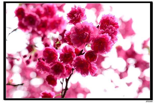 nEO_IMG_SJY_2607