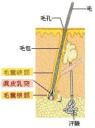 永久除毛的原理為何01