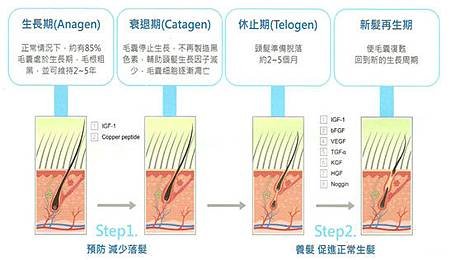 台中雷射除毛｜毛髮生長週期Q&amp;A2