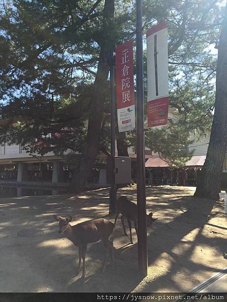 【遊記】2016年奈良、京都行照片集錦-1 正倉院展