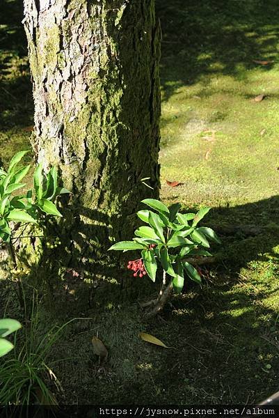 【遊記】2019年京都：平安神宮