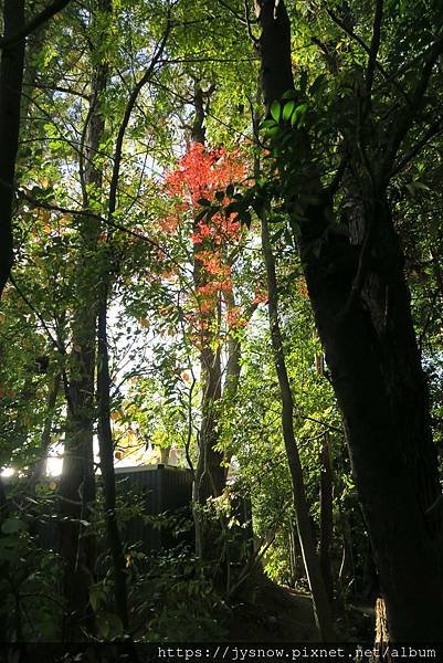 【遊記】2019年京都：平安神宮