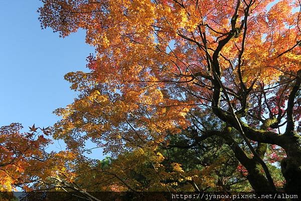 【遊記】2019年京都：平安神宮