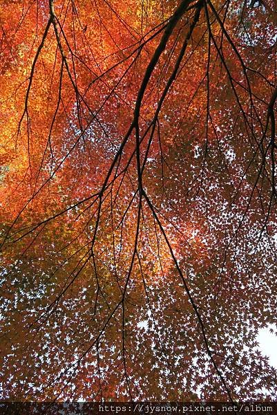 【遊記】2019年京都：平安神宮