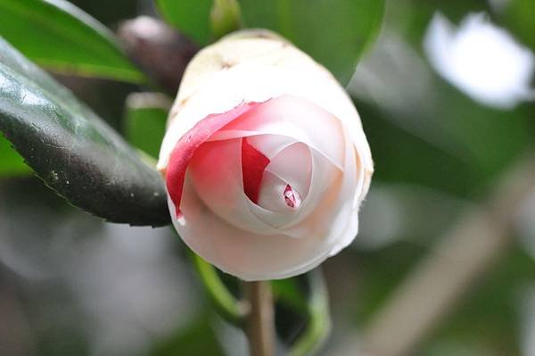 茶花 (13).JPG