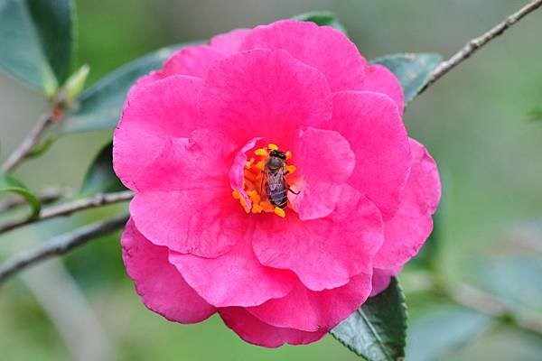 茶花 (29).JPG