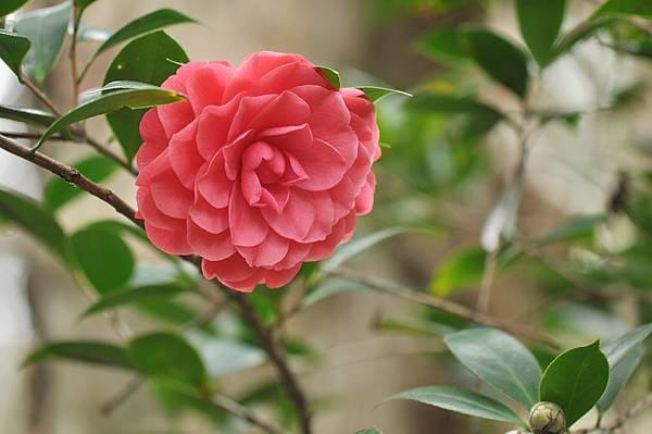 茶花 (58).jpg