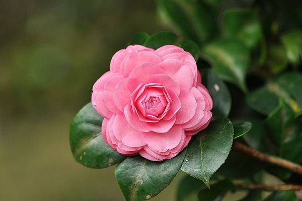 茶花 (66).jpg