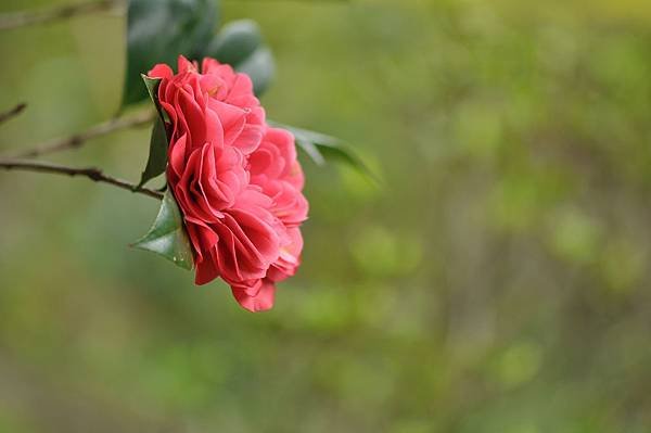茶花 (71).jpg