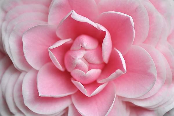 茶花 (78).jpg