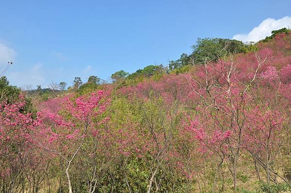 楊梅觀光茶園裡的櫻花 (2).jpg