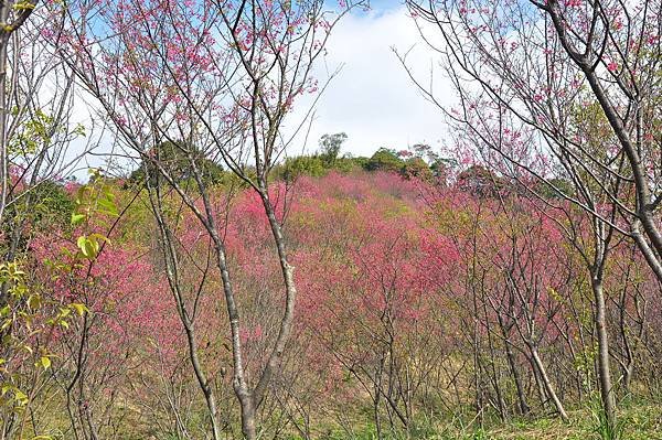 楊梅觀光茶園裡的櫻花 (4).jpg