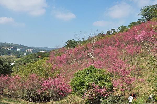 楊梅觀光茶園裡的櫻花 (11).jpg