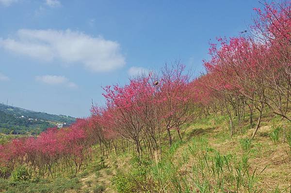 楊梅觀光茶園裡的櫻花 (12).jpg