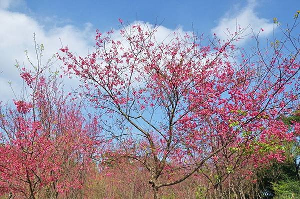 楊梅觀光茶園裡的櫻花 (17).jpg