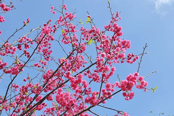 楊梅觀光茶園裡的櫻花 (23).jpg