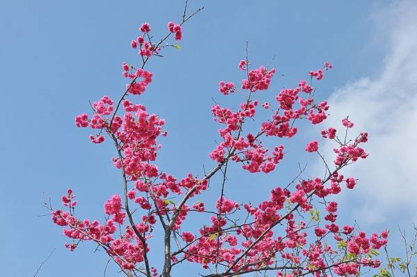 楊梅觀光茶園裡的櫻花 (24).jpg