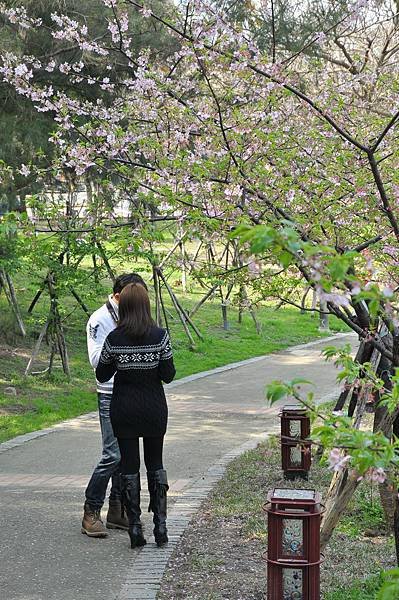 麗池~河津櫻 (0).jpg