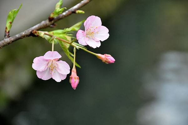 麗池~河津櫻 (29).jpg