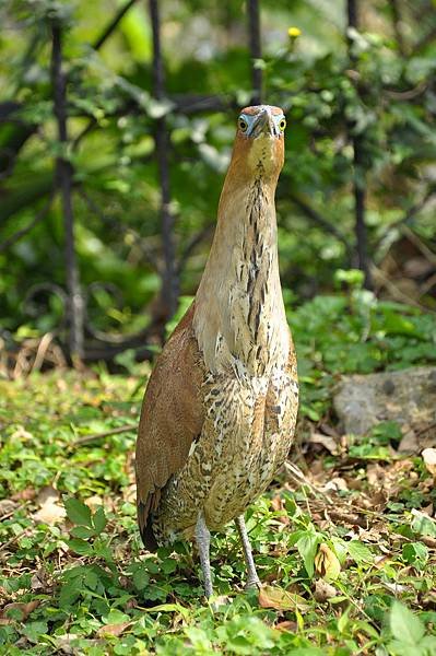 新竹動物園 (8).jpg