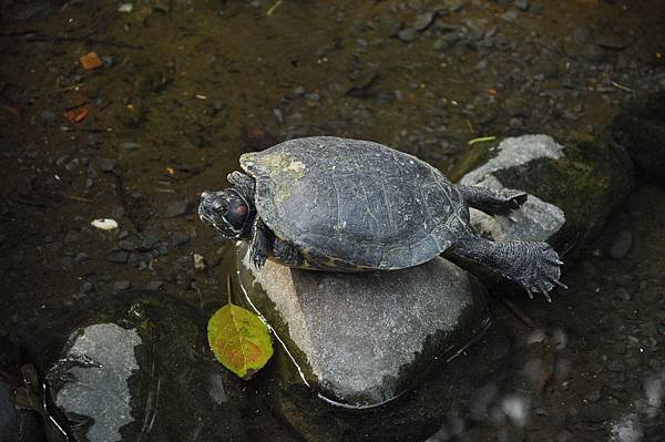 新竹動物園 (15).JPG