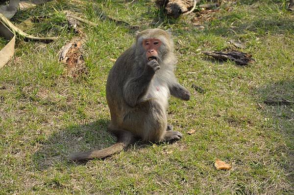 新竹動物園 (30)台灣獼猴.JPG