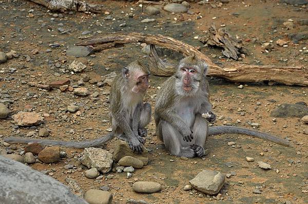 新竹動物園 (34)馬來猴.jpg