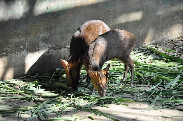 新竹動物園 (37)山羌.jpg