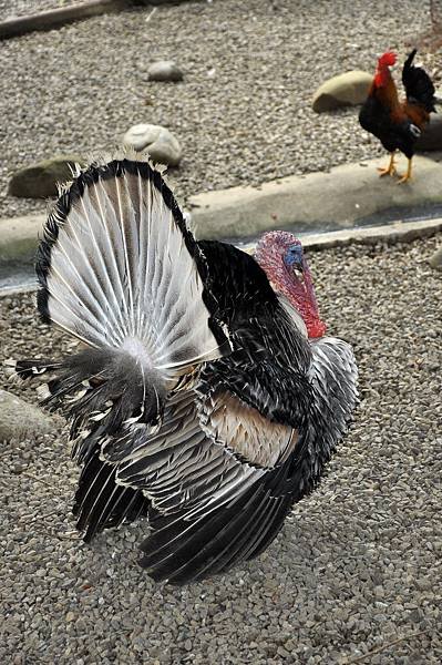 新竹動物園 (43).jpg