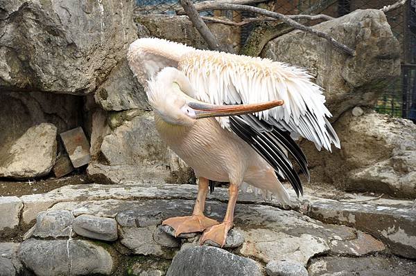 新竹動物園 (60)白鵜鶘.jpg