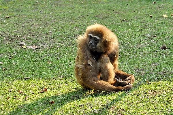 新竹動物園 (79)長臂猿.jpg