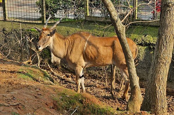 新竹動物園 (81)伊蘭羚羊.jpg