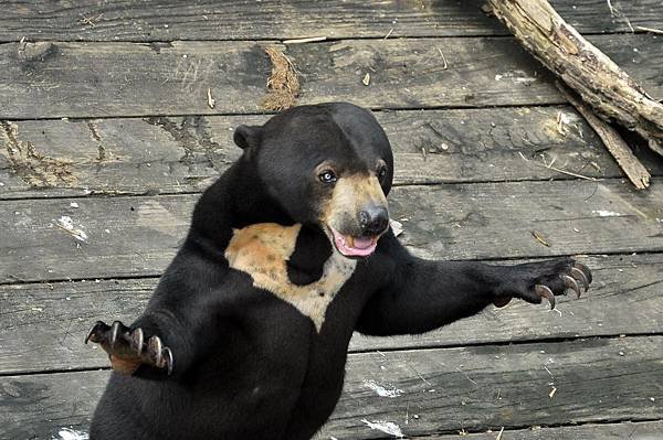 新竹動物園 (83)馬來熊.jpg