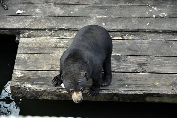 新竹動物園 (85)馬來熊.jpg